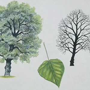Salicaceae - Black poplar Populus nigra, illustration