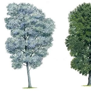 Salicaceae - White Poplar Populus alba, Grey Poplar Populus canescens, illustration