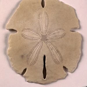 Sand Dollar, a flat, round sea urchin