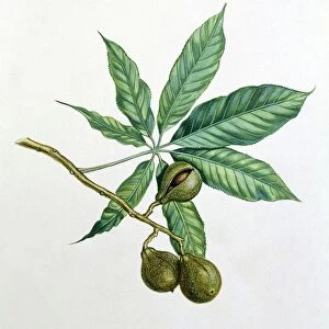 Sapindaceae Leaves and fruits of Horse chestnut Aesculus hippocastanum, illustration