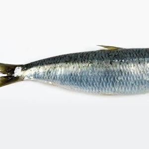 Sardine (Sardina pilchardus)