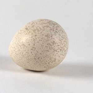 Scaled quail or Blue quail (Callipepla squamata) egg