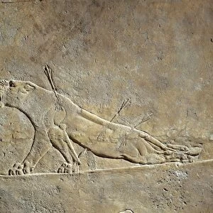 Scene of Ashurbanipal hunting: a wounded lioness, Relief from Royal Palaces of Nineveh, circa 645 B. C