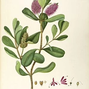 Scrophulariaceae, Hebe or Titirangi (Hebe speciosa Cockagne et Allan), Shrub with persistent leaves, native to New Zealand, by Maddalena Lisa Mussino, watercolor, 1851