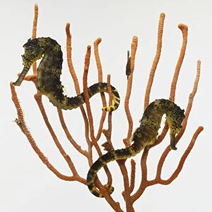 Two Seahorses, Hippocampus sp. swimming amongst seaweed, side view