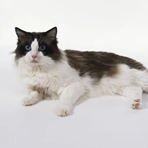 Seal Bi-Colour Ragdoll cat with inverted white V on face and long, tapering tail, lying down