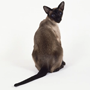 Seal Point Siamese cat with darker colouration on back, sitting, looking over its shoulder