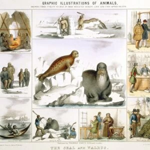 Seal and Walrus used for: food and tents: clothing: canoes: fur: oil: glue: false teeth