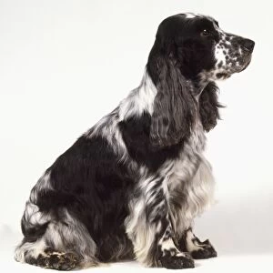 Seated black and white Cocker Spaniel (Canis familiaris), side view