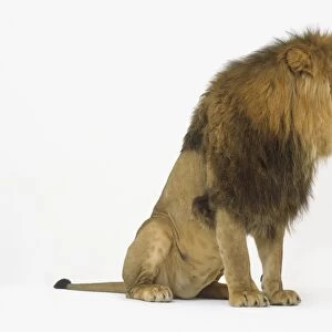 Seated male Lion (Panthera leo), side view