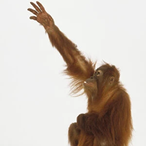 Seated Orang-utan (Pongo abelii) reaching up, side view