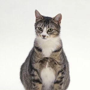 A seated, pregnant cat, front view