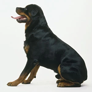 A seated Rottweiler, with tongue sticking out, side view