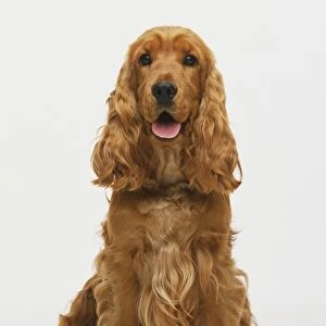 Seated rusty red Cocker Spaniel (Canis lupus familiaris) panting, front view