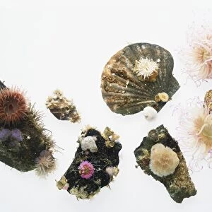 Selection of flower-like Sea Anemones (Actiniaria), view from above