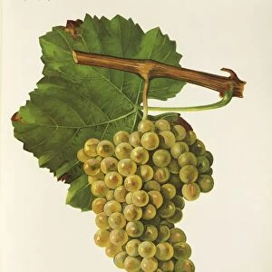 Semillon grape, illustration by J. Troncy