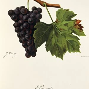 Servanin grape, illustration by J. Troncy