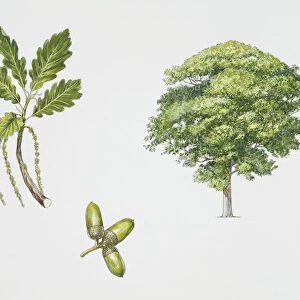Sessile Oak (Quercus petraea) plant, flower, leaves and acorn, illustration