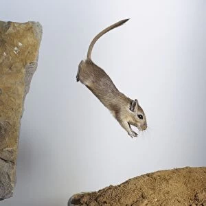 Shaws Jird gerbil, (Meriones shawi), jumping from one rock to another, side view