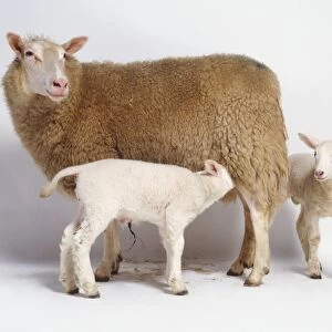 Sheep (Ovis aries) and two lambs, one lamb feeding