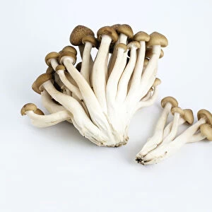 Shimiji Mushrooms on white background