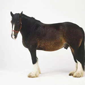Shire Horse (Equus caballus), brown draft horse, side view