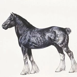 Shire horse (Equus caballus), illustration