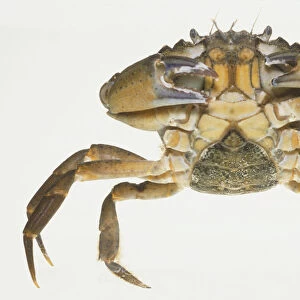 Shore Crab (Carcinus maenas) poised in mock attack, front view
