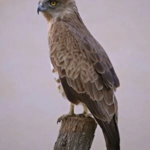 Short-toed Eagle. Circaetus Gallicus. Camargue. France