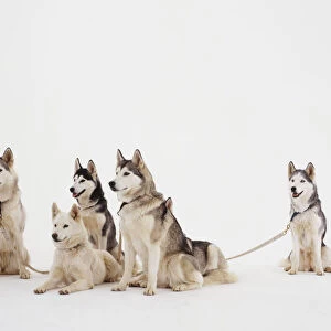 Five Siberian Huskies, Domestic Dogs, canis familiaris