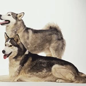 Two Siberian Husky dogs, one lying down, the other standing; both panting