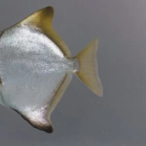 Silver moony fish (Monodactylus argenteus), side view
