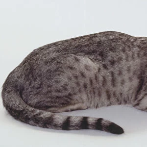 Silver Ocicat shorthaired cat with mascara lines extending from eyes to cheeks, lying down