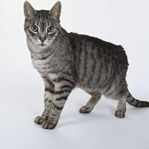 Silver tabby cat, looking at camera