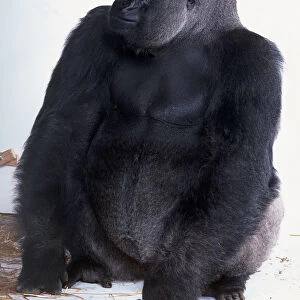 Silverback Gorilla sitting down