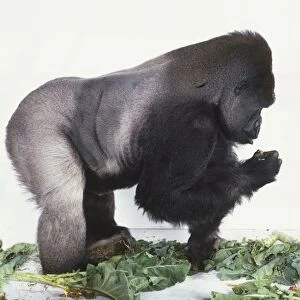 Silverback Lowland Gorilla on all fours holding grape between its fingers while leaning on other hand, on surface littered with green leaves, side view