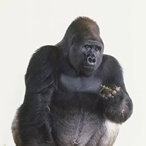 Silverback Lowland Gorilla crouching on straw, holding grape bunch stem, front view