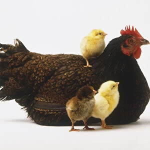 Sitting, brown hen (Gallus gallus) with three chicks, one on her back, side view