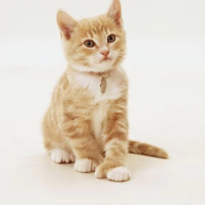 Sitting light brown and white tabby kitten (Felis catus) with a tag around its neck, front view