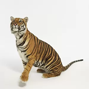 Sitting Tiger (Panthera Tigris) looking up and raising its paw, side view