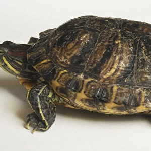 The skin of this turtle is green with yellow stripes in patterns that vary among the 16 subspecies. The Red-eared Slider (Trachemys scripta elegans, shown here) also has a vivid red neck stripe. The webbed hind feet are visible