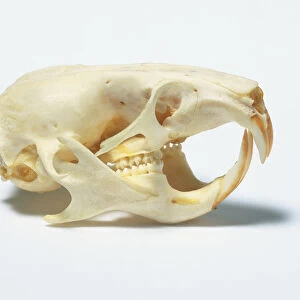 Skull of a Hamster (Cricetus cricetus), side view