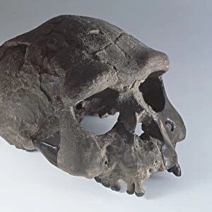Skull of Homo erectus known as Sangiran skull, from Indonesia