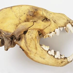 Skull of a Hyena (Hyaenidae), side view