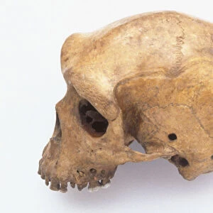 Skulls of Neanderthal, Homo erectus, Australopithecus, Homo sapiens, Chimpanzee skull and human skull, artefacts and hunting tools made of flint