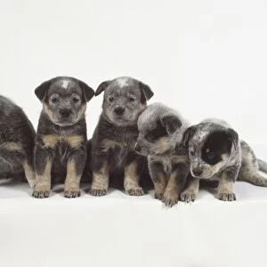 Five small furry gray and tan Australian cattle dog puppies sit side-by-side