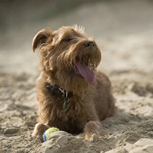 Small mongrel dog on lying down on beach near ball, panting