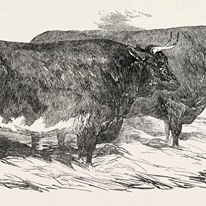 Smithfield Club Prize Cattle: Mr. Druce Short-horned And Hereford Heifer