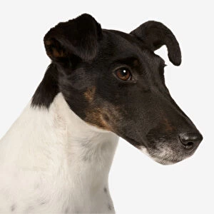 Smooth Fox Terrier, profile