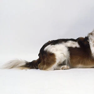 A smooth-haired brown and white Kromfohrlander dog lies on the floor, side-on view
